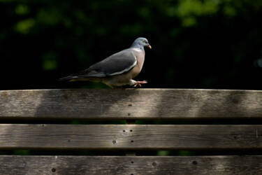 Magazine CYL article Exploring wildlife photography at home with Nikon Ambassador & Wildlife photographer Richard Peters