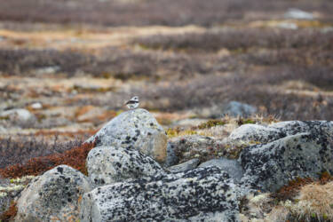 CreateYourLight Theme 6 "Urban Wildlife" asset