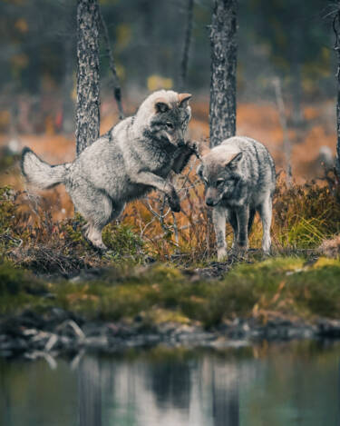 Konsta Punkka's wildlife photography with the Nikon Z 7II