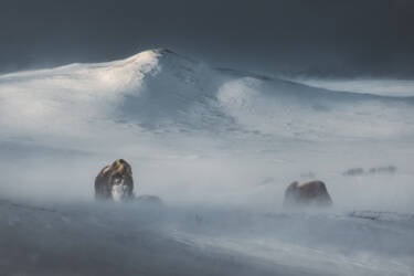 Nikon magazine assets for Lina Kayser's What I've Learned as series.