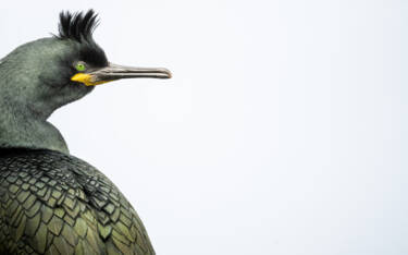 Image assets by Rachel Bigsby for Nikon magazine, using the NIKKOR Z 600mm f/6.3