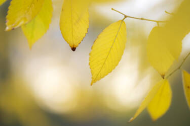 Ross Hoddinott |  Nikon magazine 